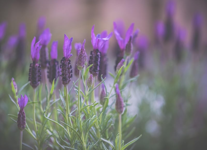Flowering