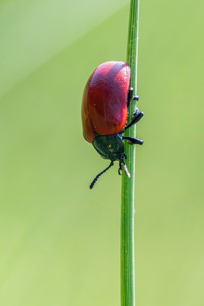 Pest control
