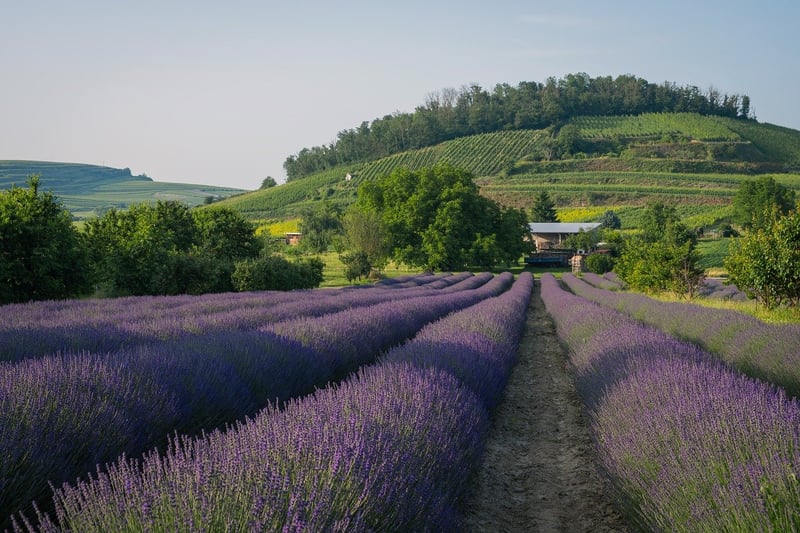 Lavender Field